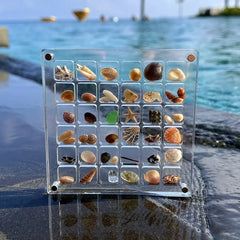 صندوق عرض صدفي مغناطيسي من الأكريليك