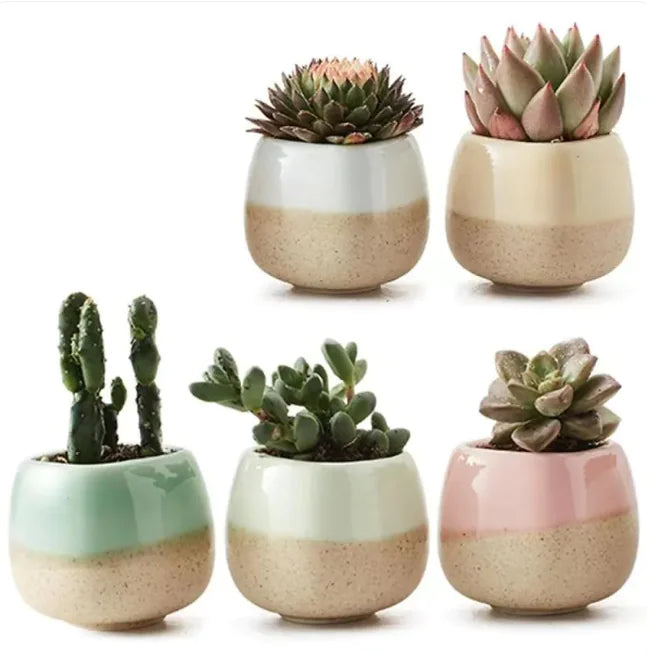 Colorful Thumb-Sized Succulent Planter for Office Desk